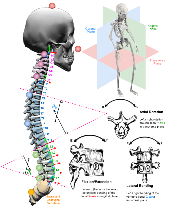 SIMSPINE anatomical annotation figure