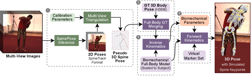 Biomechanics-aware keypoint simulation pipeline